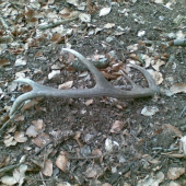 úspešná prechádzka