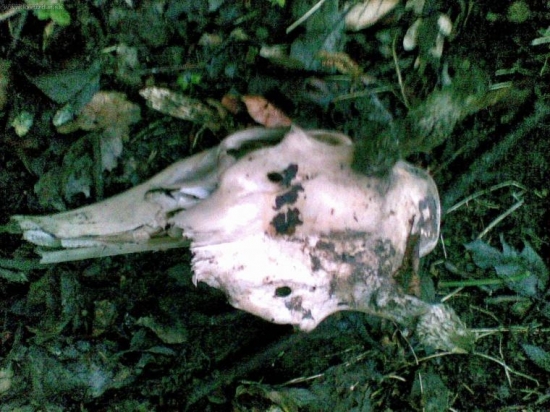 kto vie na co skonal...