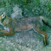 Keď sa pokosia luky