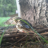 vypadol som s hniezda