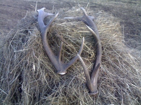 Párový korunový 12-terák