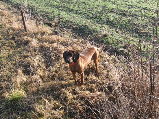 Hesy při návratu z revíru