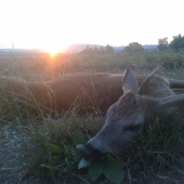 Sobotní jednorožec