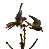 Uhni,teraz idem ja !