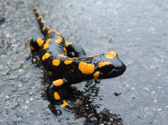 Salamandra