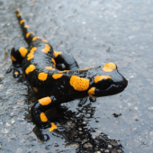 Salamandra