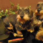 Ch.s. Z Floriánova panství