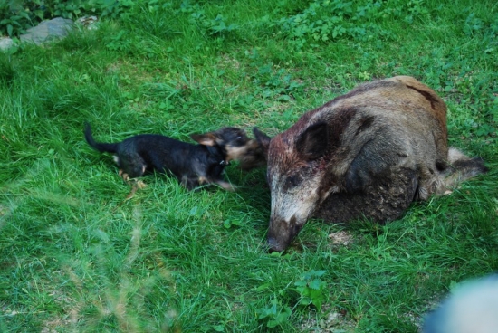 i trpaslíci umějí :-)