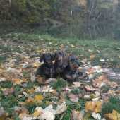 3 generace