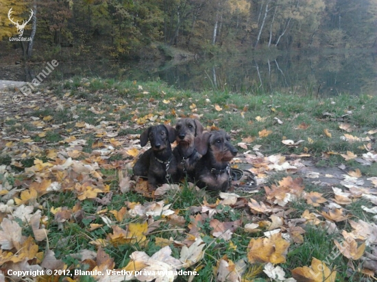 3 generace