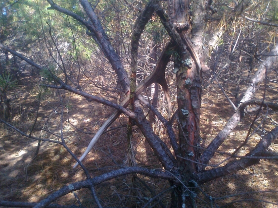 Ešte rok,dva a nedočiahnem ho