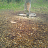 hladoš