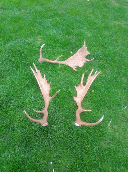 Taká normálna nedela