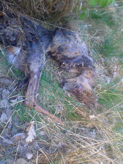 odstrel ešte neni a už sa nachádza aj toto