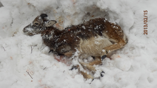 zima je pekná ale krutá