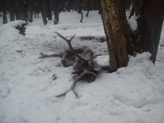 aj ked to bol vyrad nemusel dopadnúť takto