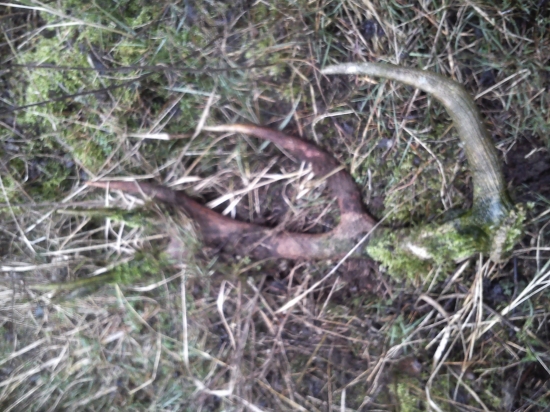 kolko rokov tam ležal hm