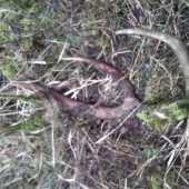 kolko rokov tam ležal hm