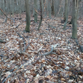 pustil pred očami