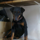 žofinka