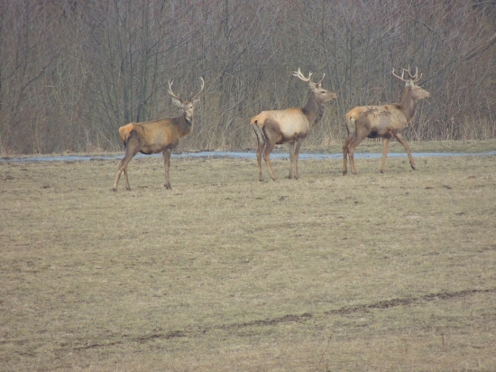 3 fešaci