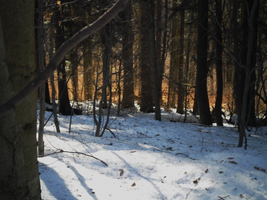 také vysilené, že nemali snahu ani utekať