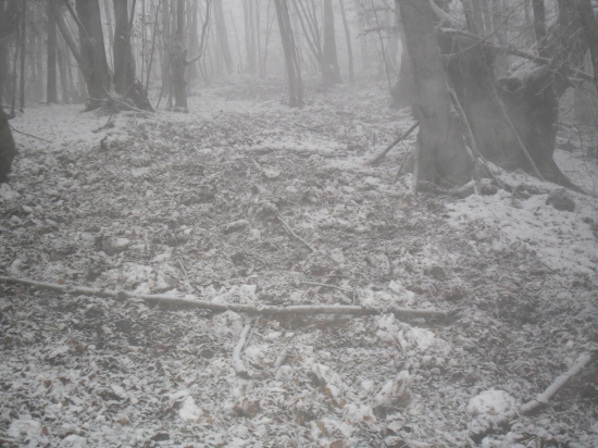 Keď sú diviaky hladné