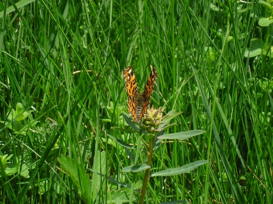 Aké hrozivé kridla