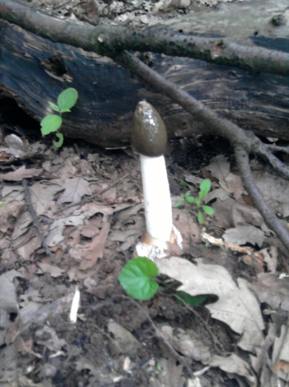 Ráno pri polovačke