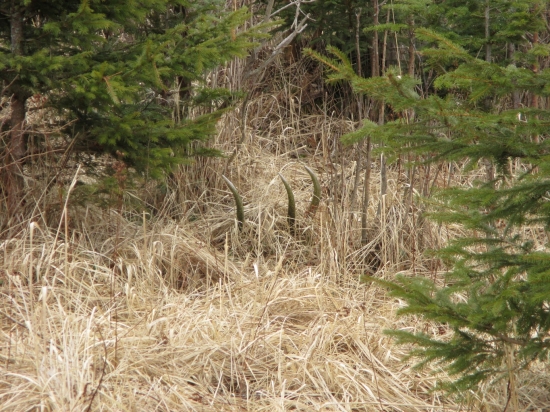 Tak srdiečko zabušilo :)))