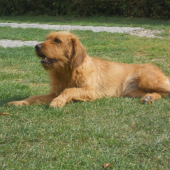 štajerský durič
