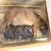 novy prirastok :)