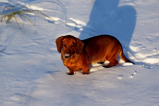 Una Rožnavska perla