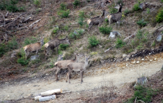 jelenice