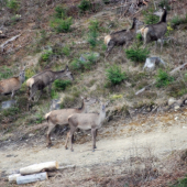 jelenice