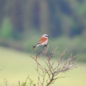 strakoš červenochrbtý