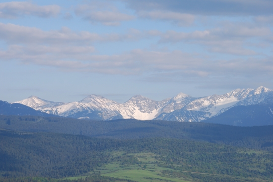 roháče