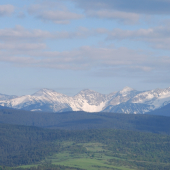 roháče
