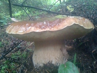 pricislo mna a našiel som ho