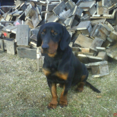 Nestor 1.
