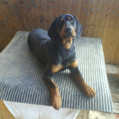 Nestor 1