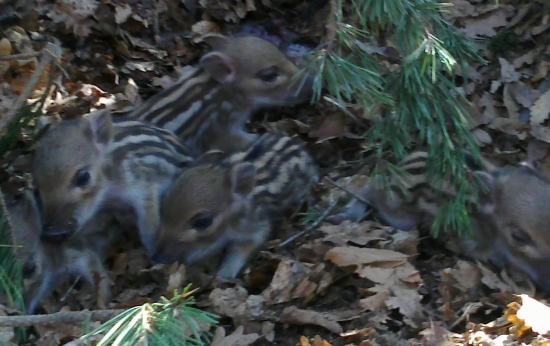 co je male to je mile