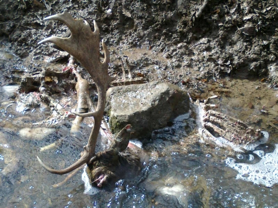 postrelený a utopený