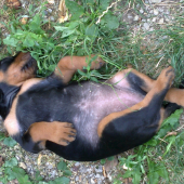 borka oddychuje