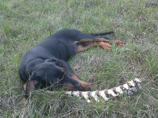 ...aha čo som našla...