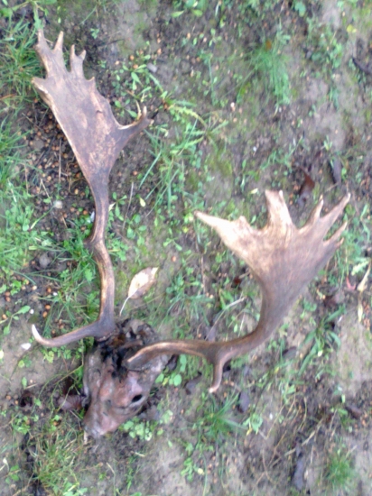 nájdený v pohone-vyčistený