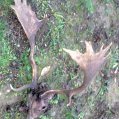 nájdený v pohone-vyčistený