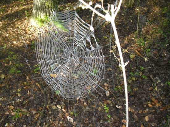 ..pracovitý pavúk...