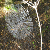 ..pracovitý pavúk...