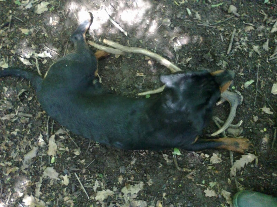 šikovný...zasa našiel...